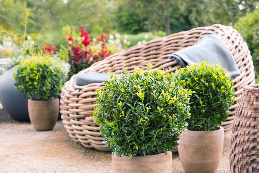 Ilex max. Impala ® Immergrüner japanischer Ilex mit glänzendem Laub