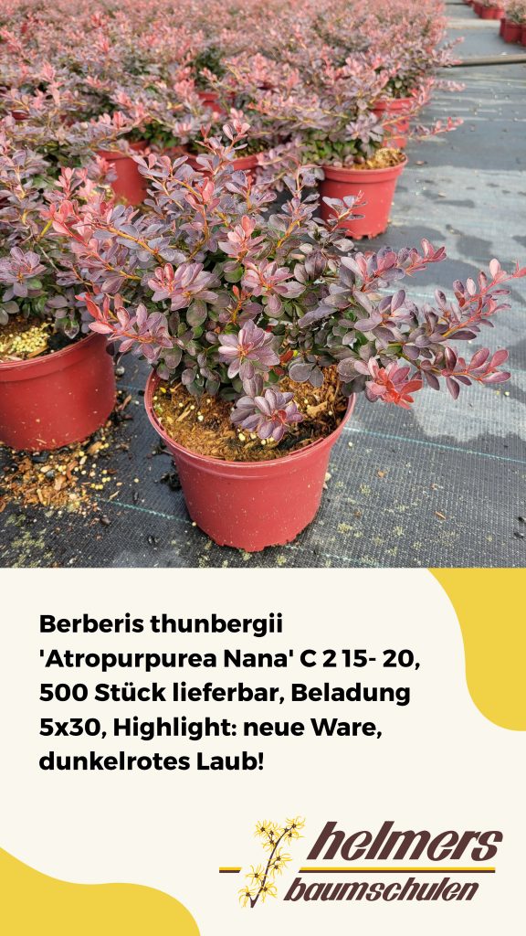 Berberis thunbergii 'Atropurpurea Nana' C 2 15- 20, 500 Stück lieferbar, Beladung 5x30, Highlight: neue Ware, dunkelrotes Laub!
