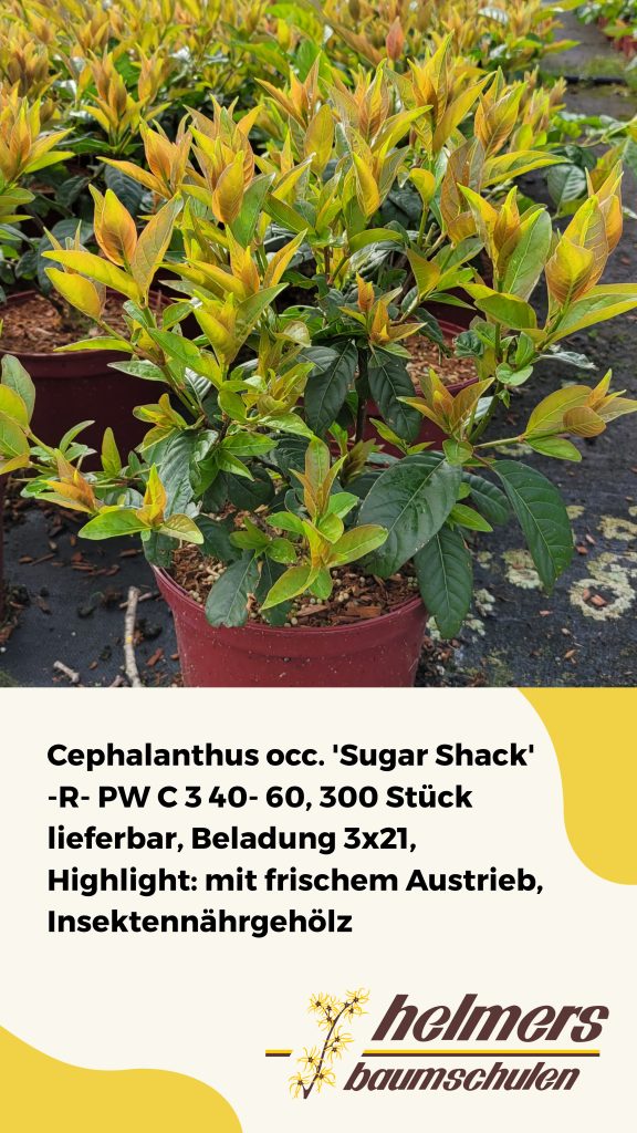 Cephalanthus occ. 'Sugar Shack' -R- PW C 3 40- 60, 300 Stück lieferbar, Beladung 3x21, Highlight: mit frischem Austrieb, Insektennährgehölz