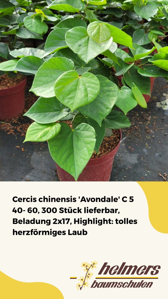Cercis chinensis 'Avondale' C 5 40- 60, 300 Stück lieferbar, Beladung 2x17, Highlight: tolles herzförmiges Laub
