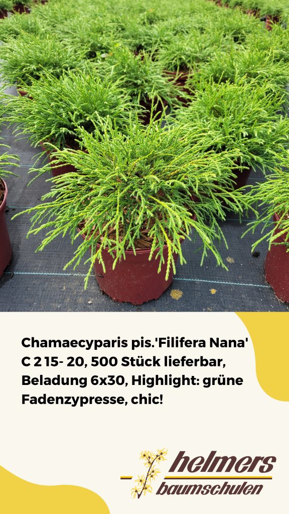 Chamaecyparis pis.'Filifera Nana' C 2 15- 20, 500 Stück lieferbar, Beladung 6x30, Highlight: grüne Fadenzypresse, chic!