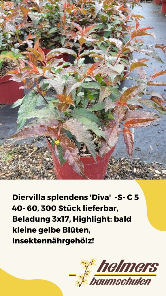 Diervilla splendens 'Diva'  -S- C 5 40- 60, 300 Stück lieferbar, Beladung 3x17, Highlight: bald kleine gelbe Blüten, Insektennährgehölz!