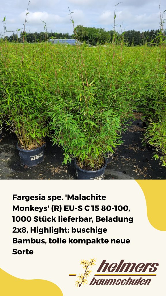 Fargesia spe. 'Malachite Monkeys' (R) EU-S C 15 80-100, 1000 Stück lieferbar, Beladung 2x8, Highlight: buschige Bambus, tolle kompakte neue Sorte