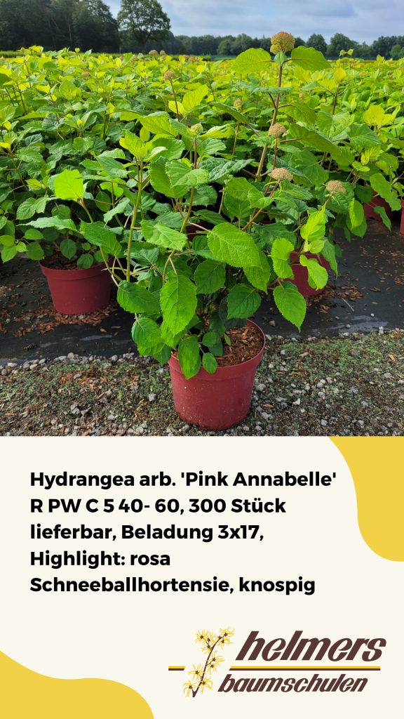 Hydrangea arb. 'Pink Annabelle' R PW C 5 40- 60, 300 Stück lieferbar, Beladung 3x17, Highlight: rosa Schneeballhortensie, knospig