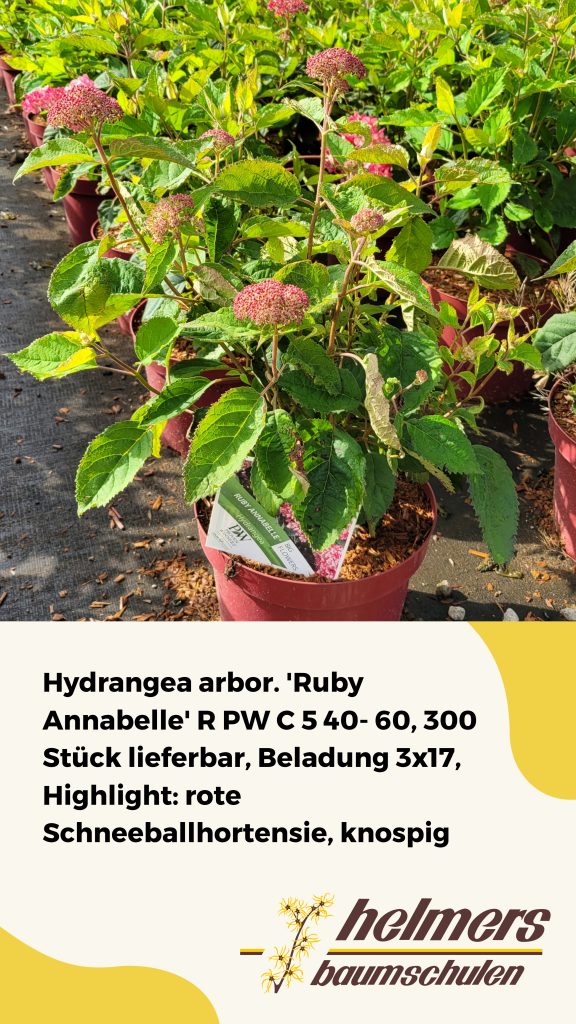 Hydrangea arbor. 'Ruby Annabelle' R PW C 5 40- 60, 300 Stück lieferbar, Beladung 3x17, Highlight: rote Schneeballhortensie, knospig