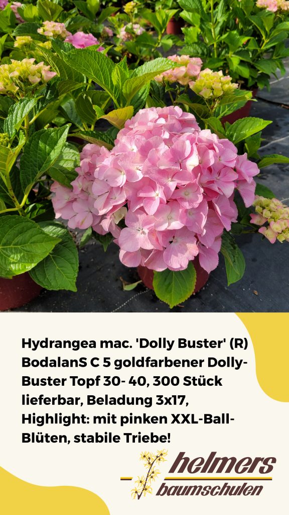 Hydrangea mac. 'Dolly Buster' (R) BodalanS C 5 goldfarbener Dolly-Buster Topf 30- 40, 300 Stück lieferbar, Beladung 3x17, Highlight: mit pinken XXL-Ball-Blüten, stabile Triebe!