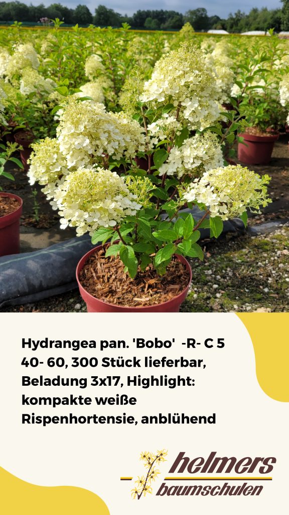 Hydrangea pan. 'Bobo'  -R- C 5 40- 60, 300 Stück lieferbar, Beladung 3x17, Highlight: kompakte weiße Rispenhortensie, anblühend
