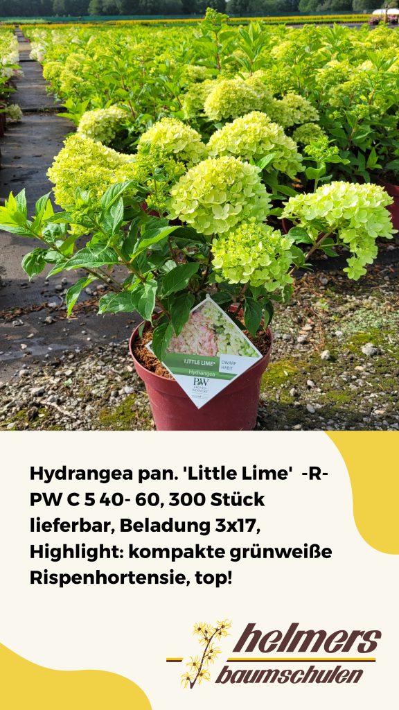 Hydrangea pan. 'Little Lime'  -R- PW C 5 40- 60, 300 Stück lieferbar, Beladung 3x17, Highlight: kompakte grünweiße Rispenhortensie, top!