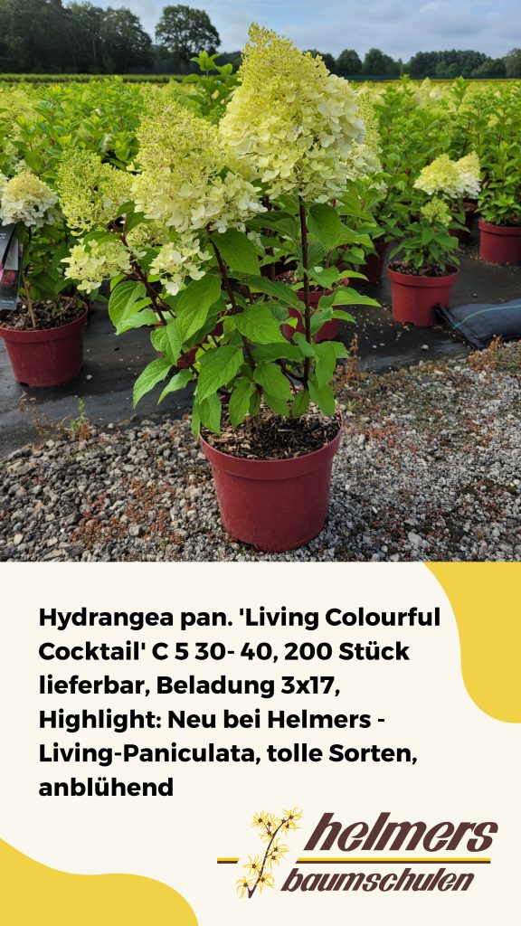 Hydrangea pan. 'Living Colourful Cocktail' C 5 30- 40, 200 Stück lieferbar, Beladung 3x17, Highlight: Neu bei Helmers - Living-Paniculata, tolle Sorten, anblühend