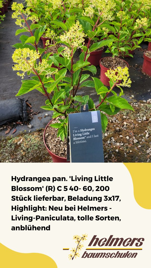 Hydrangea pan. 'Living Little Blossom' (R) C 5 40- 60, 200 Stück lieferbar, Beladung 3x17, Highlight: Neu bei Helmers - Living-Paniculata, tolle Sorten, anblühend