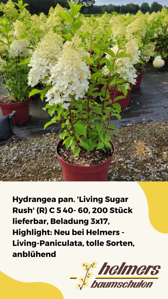 Hydrangea pan. 'Living Sugar Rush' (R) C 5 40- 60, 200 Stück lieferbar, Beladung 3x17, Highlight: Neu bei Helmers - Living-Paniculata, tolle Sorten, anblühend