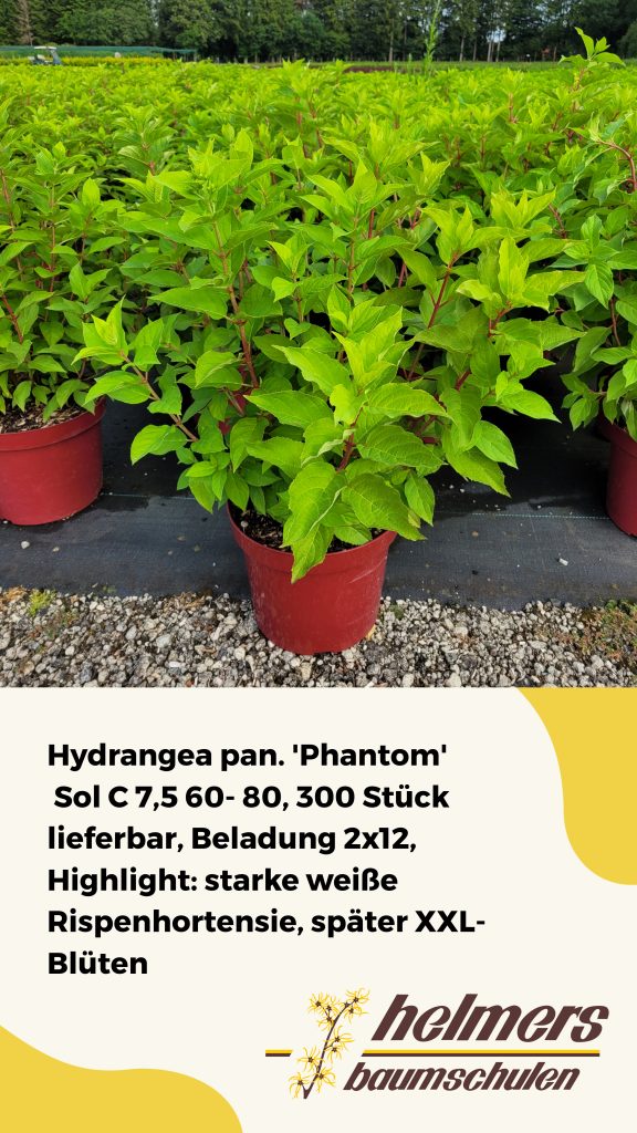 Hydrangea pan. 'Phantom' Sol C 7,5 60- 80, 300 Stück lieferbar, Beladung 2x12, Highlight: starke weiße Rispenhortensie, später XXL-Blüten
