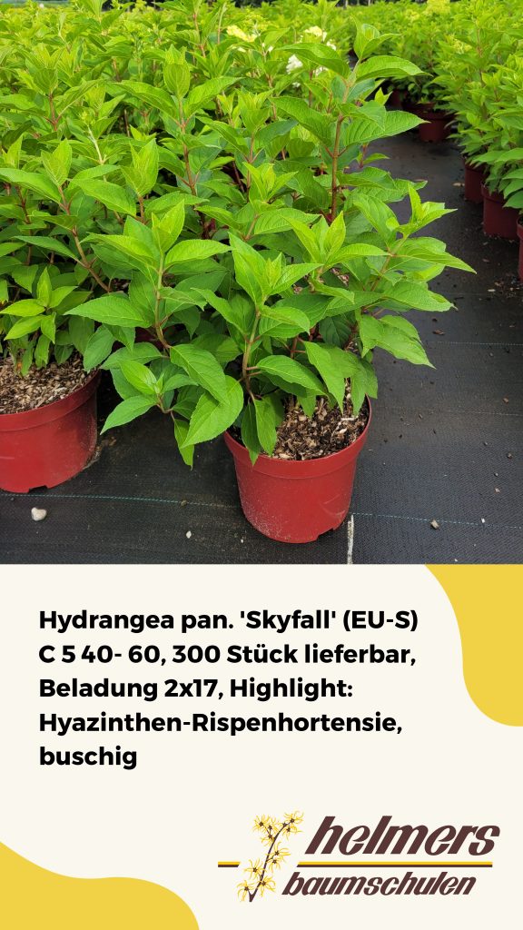 Hydrangea pan. 'Skyfall' (EU-S) C 5 40- 60, 300 Stück lieferbar, Beladung 2x17, Highlight: Hyazinthen-Rispenhortensie, buschig