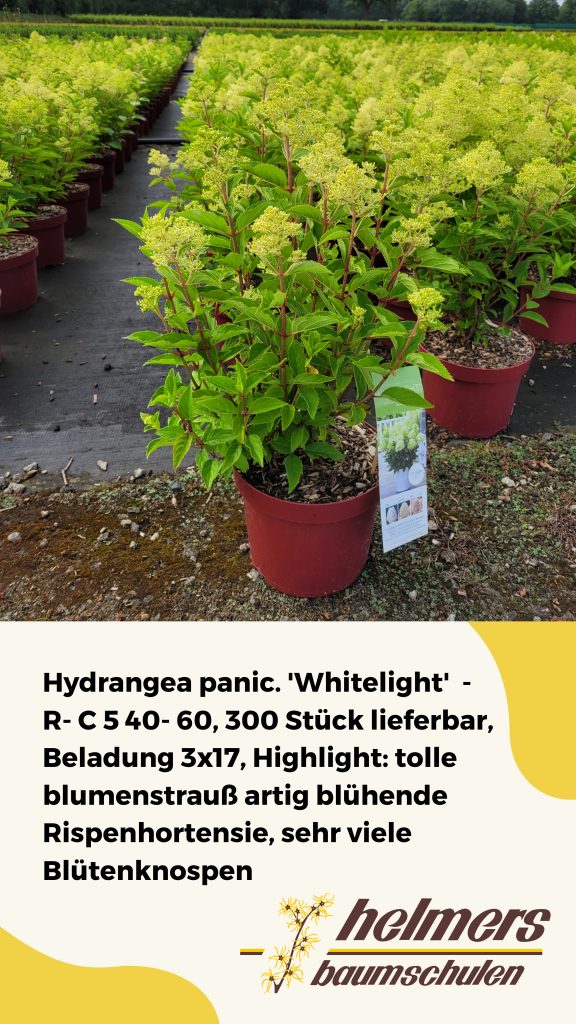 Hydrangea panic. 'Whitelight'  -R- C 5 40- 60, 300 Stück lieferbar, Beladung 3x17, Highlight: tolle blumenstrauß artig blühende Rispenhortensie, sehr viele Blütenknospen