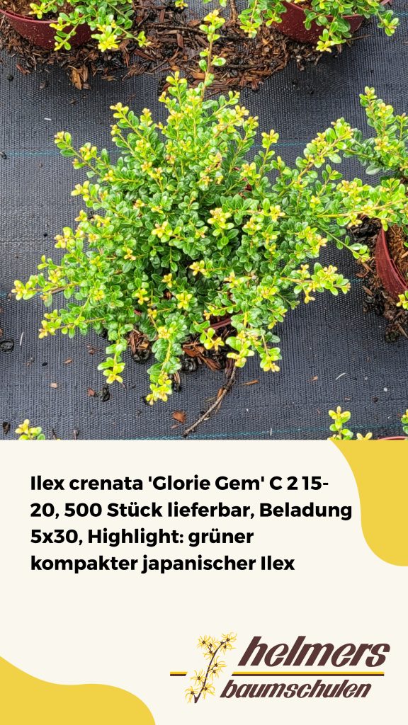Ilex crenata 'Glorie Gem' C 2 15- 20, 500 Stück lieferbar, Beladung 5x30, Highlight: grüner kompakter japanischer Ilex