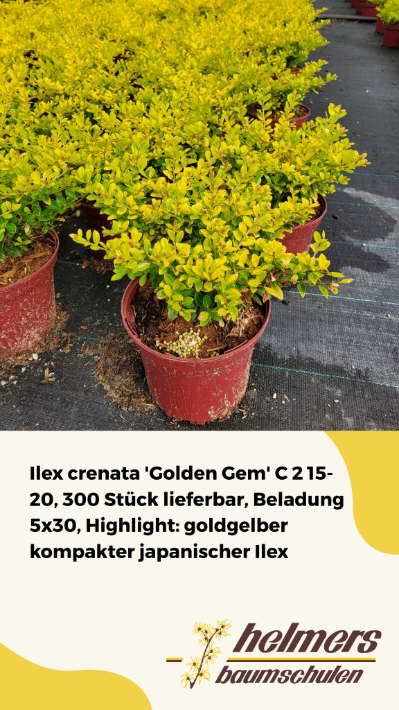 Ilex crenata 'Golden Gem' C 2 15- 20, 300 Stück lieferbar, Beladung 5x30, Highlight: goldgelber kompakter japanischer Ilex