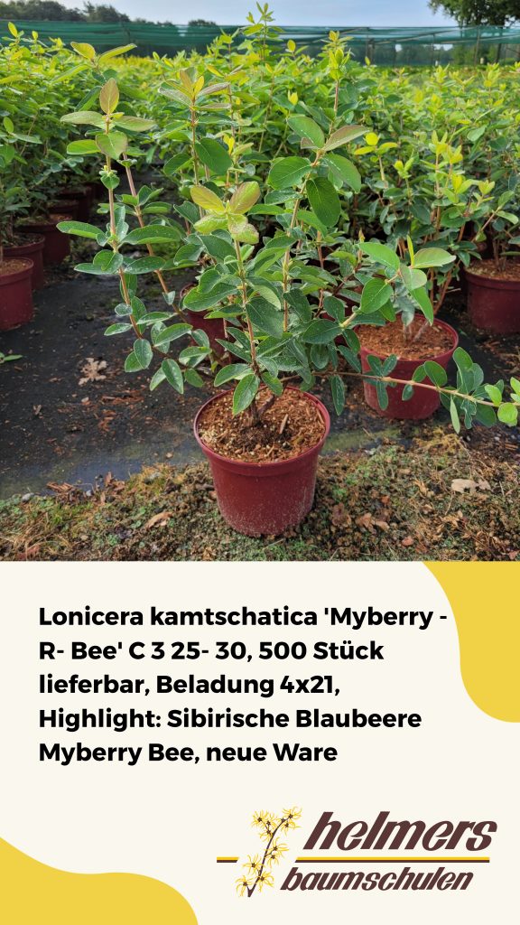 Lonicera kamtschatica 'Myberry -R- Bee' C 3 25- 30, 500 Stück lieferbar, Beladung 4x21, Highlight: Sibirische Blaubeere Myberry Bee, neue Ware