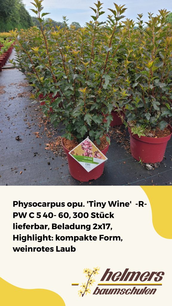 Physocarpus opu. 'Tiny Wine'  -R- PW C 5 40- 60, 300 Stück lieferbar, Beladung 2x17, Highlight: kompakte Form, weinrotes Laub