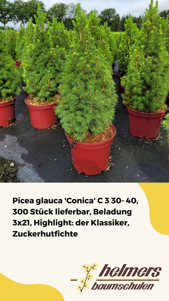 Picea glauca 'Conica' C 3 30- 40, 300 Stück lieferbar, Beladung 3x21, Highlight: der Klassiker, Zuckerhutfichte