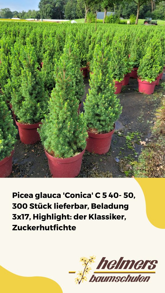 Picea glauca 'Conica' C 5 40- 50, 300 Stück lieferbar, Beladung 3x17, Highlight: der Klassiker, Zuckerhutfichte
