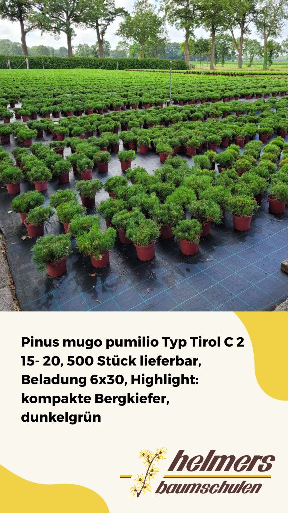 Pinus mugo pumilio Typ Tirol C 2 15- 20, 500 Stück lieferbar, Beladung 6x30, Highlight: kompakte Bergkiefer, dunkelgrün
