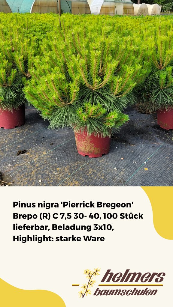 Pinus nigra 'Pierrick Bregeon' Brepo (R) C 7,5 30- 40, 100 Stück lieferbar, Beladung 3x10, Highlight: starke Ware