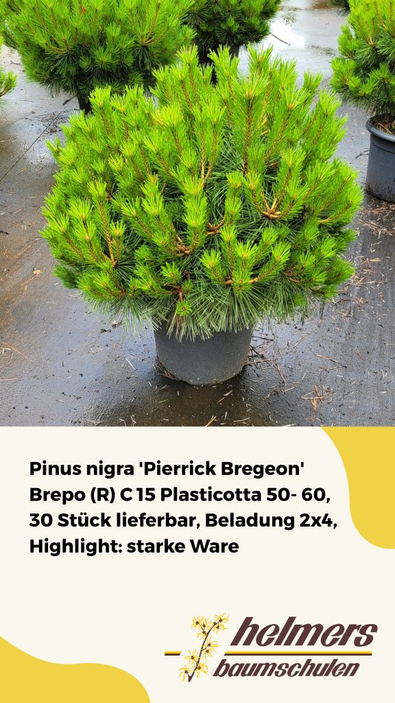 Pinus nigra 'Pierrick Bregeon' Brepo (R) C 15 Plasticotta 50- 60, 30 Stück lieferbar, Beladung 2x4, Highlight: starke Ware