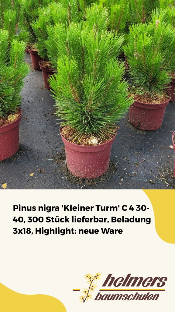 Pinus nigra 'Kleiner Turm' C 4 30- 40, 300 Stück lieferbar, Beladung 3x18, Highlight: neue Ware
