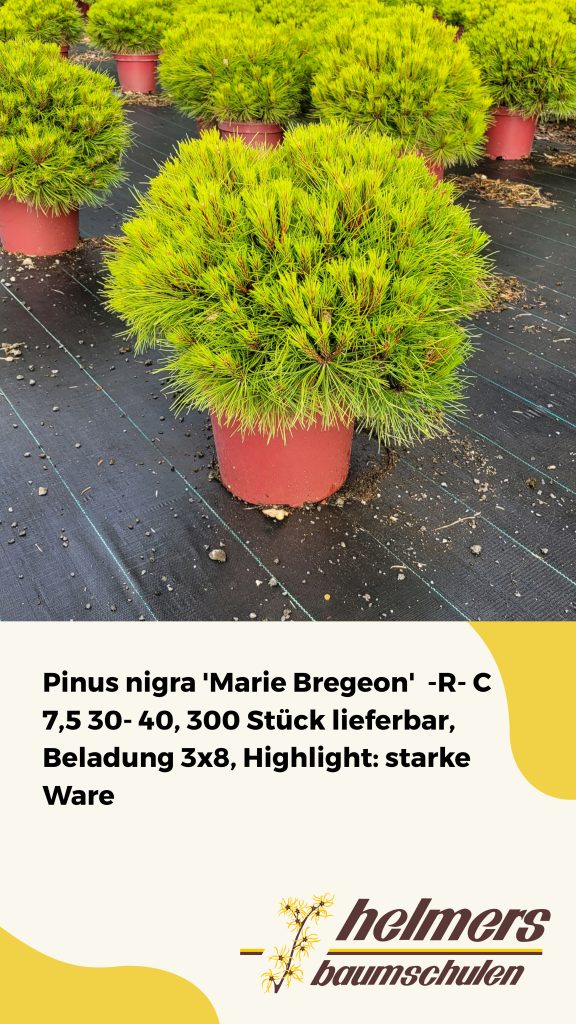 Pinus nigra 'Marie Bregeon'  -R- C 7,5 30- 40, 300 Stück lieferbar, Beladung 3x8, Highlight: starke Ware