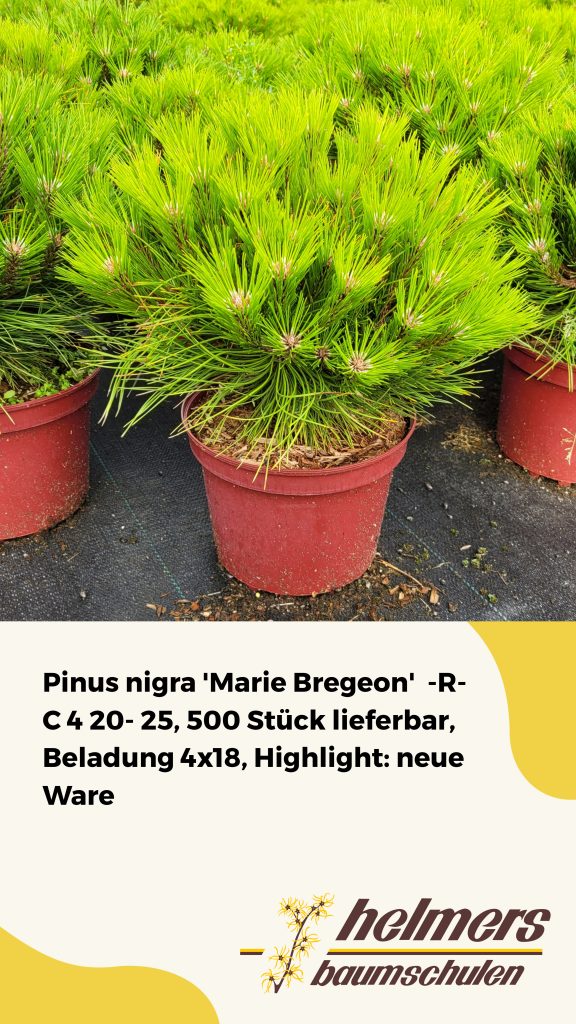 Pinus nigra 'Marie Bregeon'  -R- C 4 20- 25, 500 Stück lieferbar, Beladung 4x18, Highlight: neue Ware