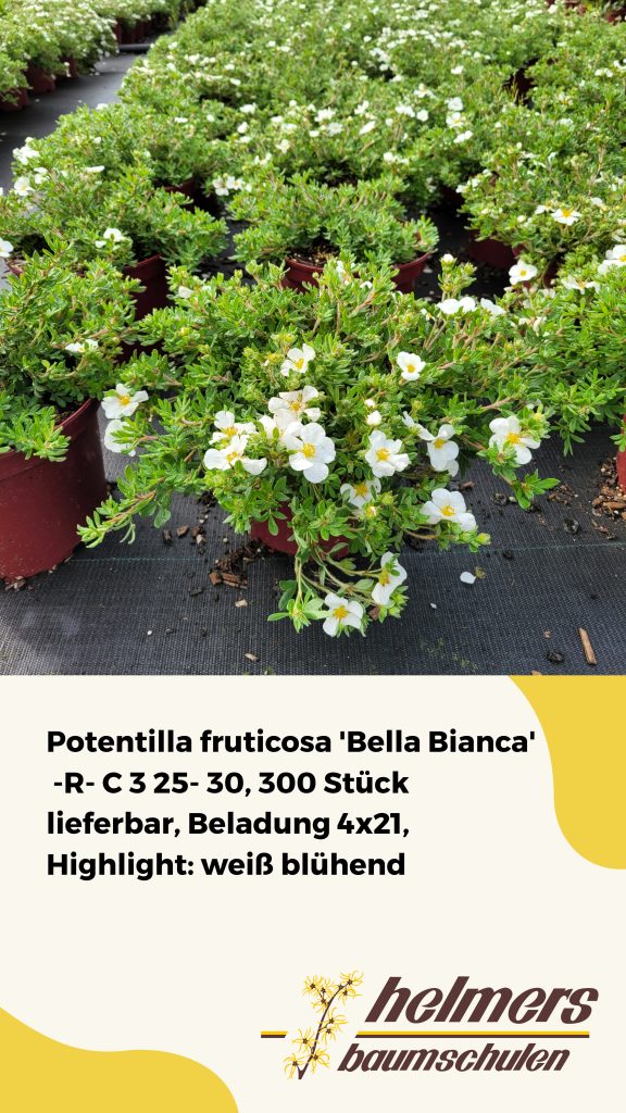 Potentilla fruticosa 'Bella Bianca'  -R- C 3 25- 30, 300 Stück lieferbar, Beladung 4x21, Highlight: weiß blühend
