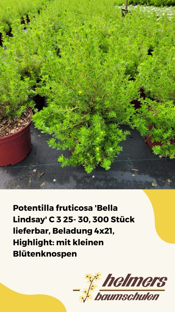 Potentilla fruticosa 'Bella Lindsay' C 3 25- 30, 300 Stück lieferbar, Beladung 4x21, Highlight: mit kleinen Blütenknospen