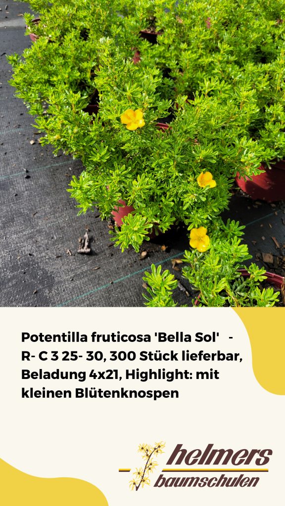 Potentilla fruticosa 'Bella Sol'   -R- C 3 25- 30, 300 Stück lieferbar, Beladung 4x21, Highlight: mit kleinen Blütenknospen