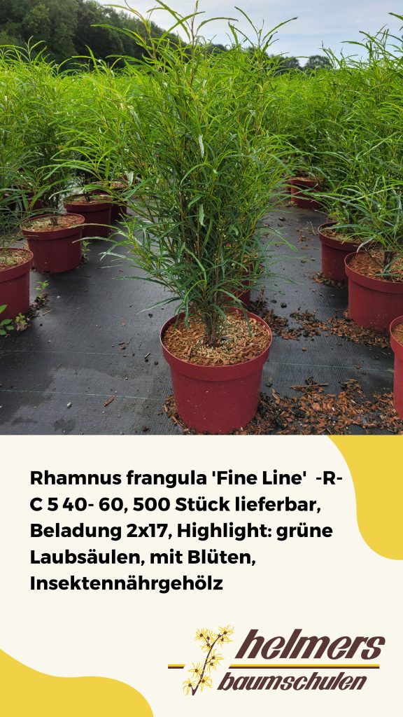 Rhamnus frangula 'Fine Line'  -R- C 5 40- 60, 500 Stück lieferbar, Beladung 2x17, Highlight: grüne Laubsäulen, mit Blüten, Insektennährgehölz