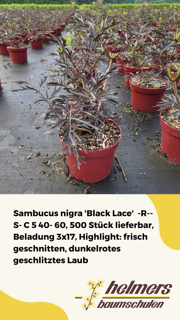 Sambucus nigra 'Black Lace'  -R--S- C 5 40- 60, 500 Stück lieferbar, Beladung 3x17, Highlight: frisch geschnitten, dunkelrotes geschlitztes Laub