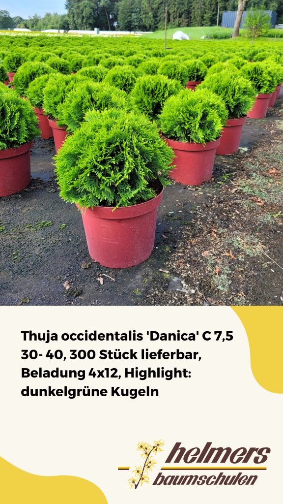 Thuja occidentalis 'Danica' C 7,5 30- 40, 300 Stück lieferbar, Beladung 4x12, Highlight: dunkelgrüne Kugeln