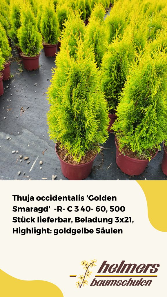 Thuja occidentalis 'Golden Smaragd'  -R- C 3 40- 60, 500 Stück lieferbar, Beladung 3x21, Highlight: goldgelbe Säulen