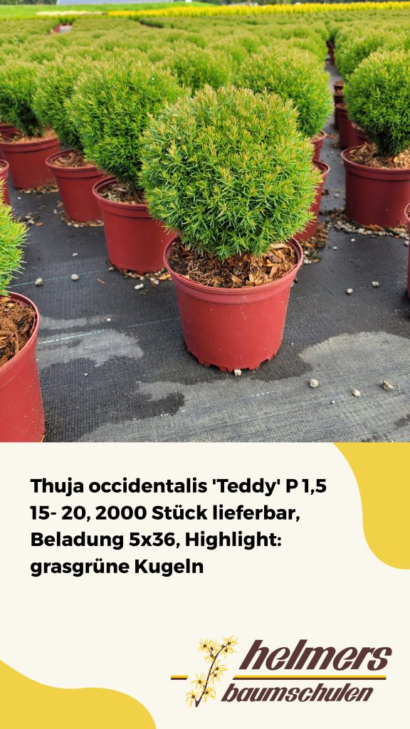 Thuja occidentalis 'Teddy' P 1,5 15- 20, 2000 Stück lieferbar, Beladung 5x36, Highlight: grasgrüne Kugeln