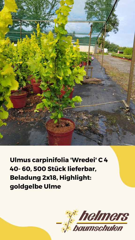 Ulmus carpinifolia 'Wredei' C 4 40- 60, 500 Stück lieferbar, Beladung 2x18, Highlight: goldgelbe Ulme