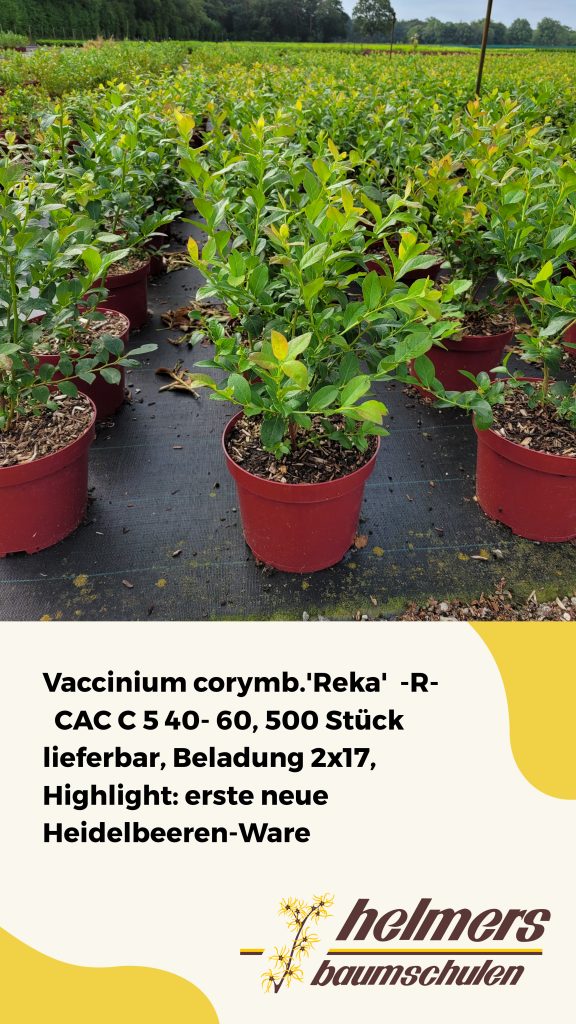 Vaccinium corymb.'Reka'  -R-           CAC C 5 40- 60, 500 Stück lieferbar, Beladung 2x17, Highlight: erste neue Heidelbeeren-Ware