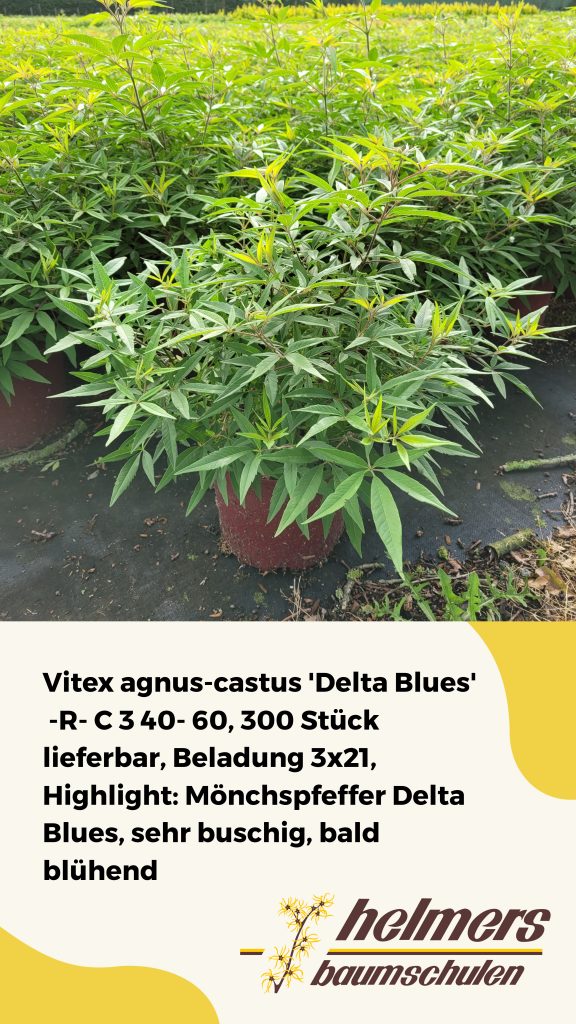 Vitex agnus-castus 'Delta Blues'  -R- C 3 40- 60, 300 Stück lieferbar, Beladung 3x21, Highlight: Mönchspfeffer Delta Blues, sehr buschig, bald blühend