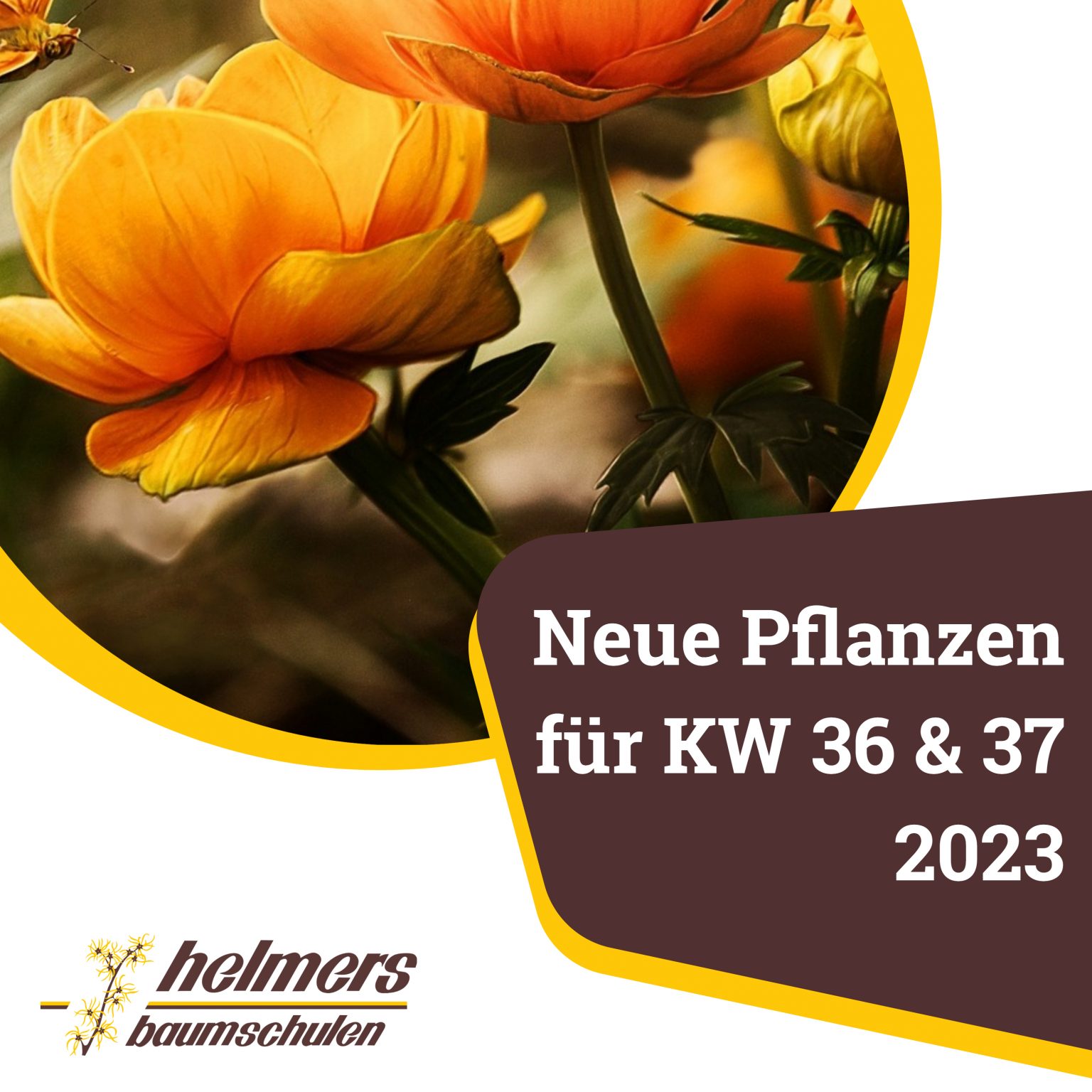 Leta Helmers Aktuelle Pflanzen für die Kalenderwochen 36 & 37 / 2023 – Helmers ...