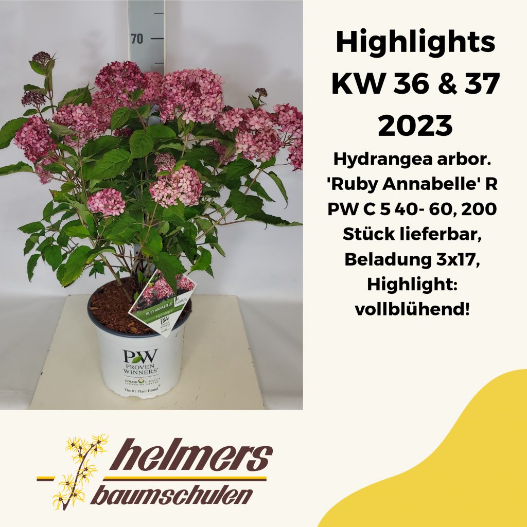 Hydrangea arbor. 'Ruby Annabelle' R PW C 5 40- 60, 200 Stück lieferbar, Beladung 3x17, Highlight: vollblühend!