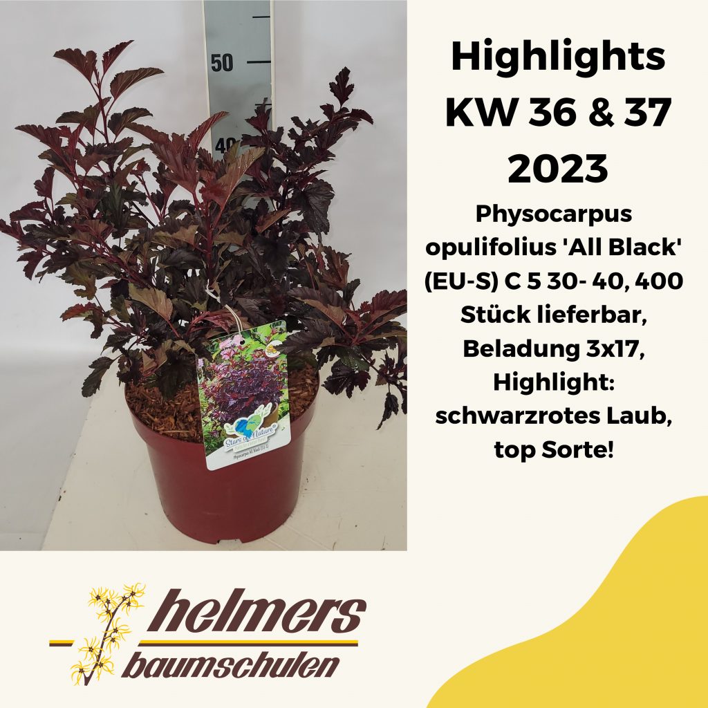 Physocarpus opulifolius 'All Black' (EU-S) C 5 30- 40, 400 Stück lieferbar, Beladung 3x17, Highlight: schwarzrotes Laub, top Sorte!