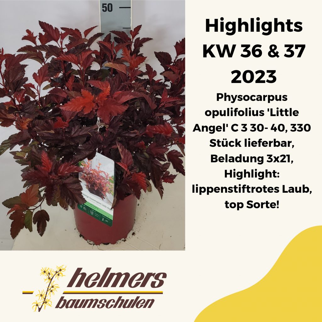 Physocarpus opulifolius 'Little Angel' C 3 30- 40, 330 Stück lieferbar, Beladung 3x21, Highlight: lippenstiftrotes Laub, top Sorte!
