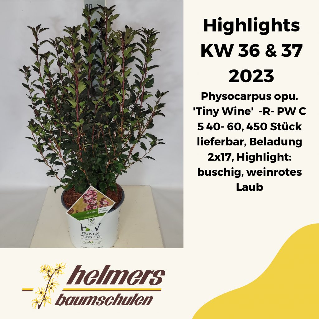 Physocarpus opu. 'Tiny Wine'  -R- PW C 5 40- 60, 450 Stück lieferbar, Beladung 2x17, Highlight: buschig, weinrotes Laub