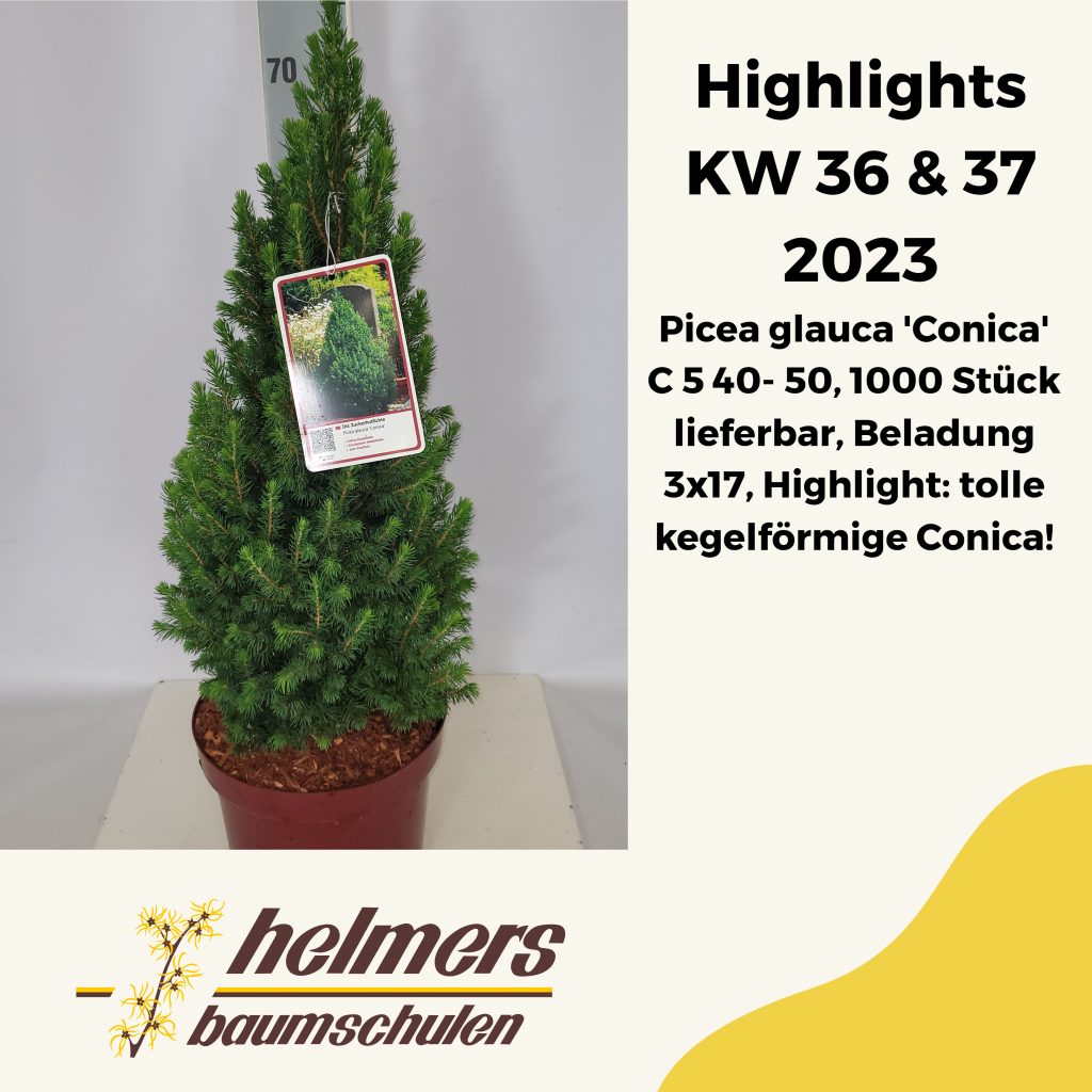 Picea glauca 'Conica' C 5 40- 50, 1000 Stück lieferbar, Beladung 3x17, Highlight: tolle kegelförmige Conica!