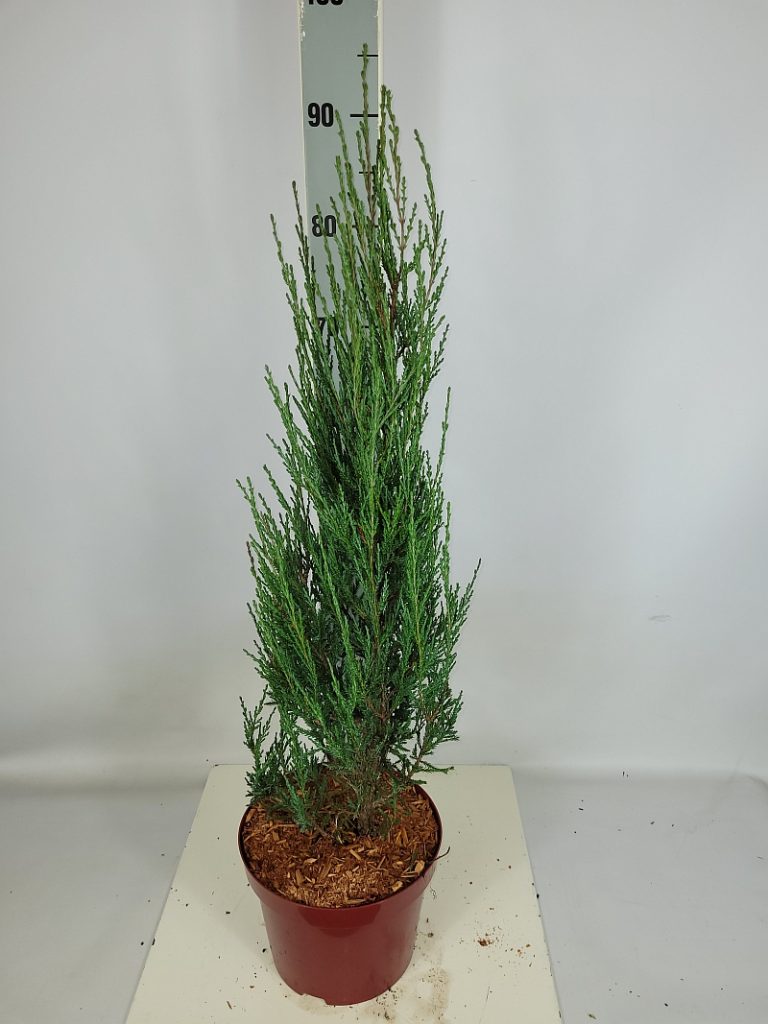 Juniperus scopulorum 'Blue Arrow' C 5 50- 60, 500 Stück lieferbar, Beladung 3x17, Highlight: schöne blaue Nadelsäulen!