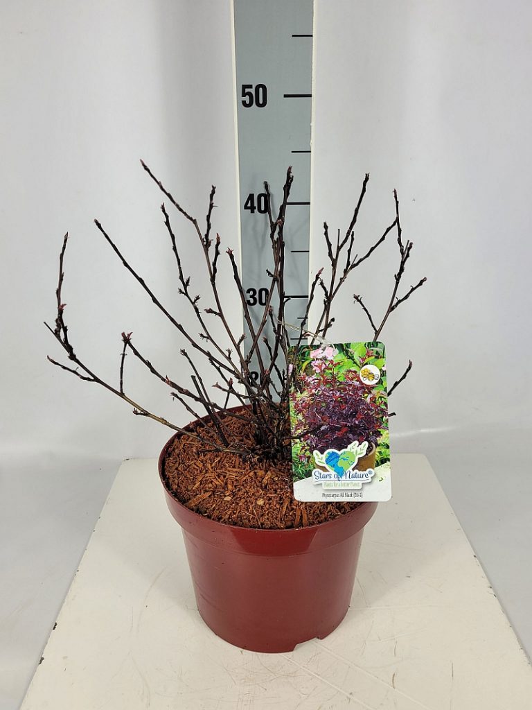 Physocarpus opulifolius 'All Black' (EU-S) C 5 30- 40, 150 Stück lieferbar, Beladung 3x17, Highlight: buschige, kompakte Sorte, schwarzroter Austrieb demnächst