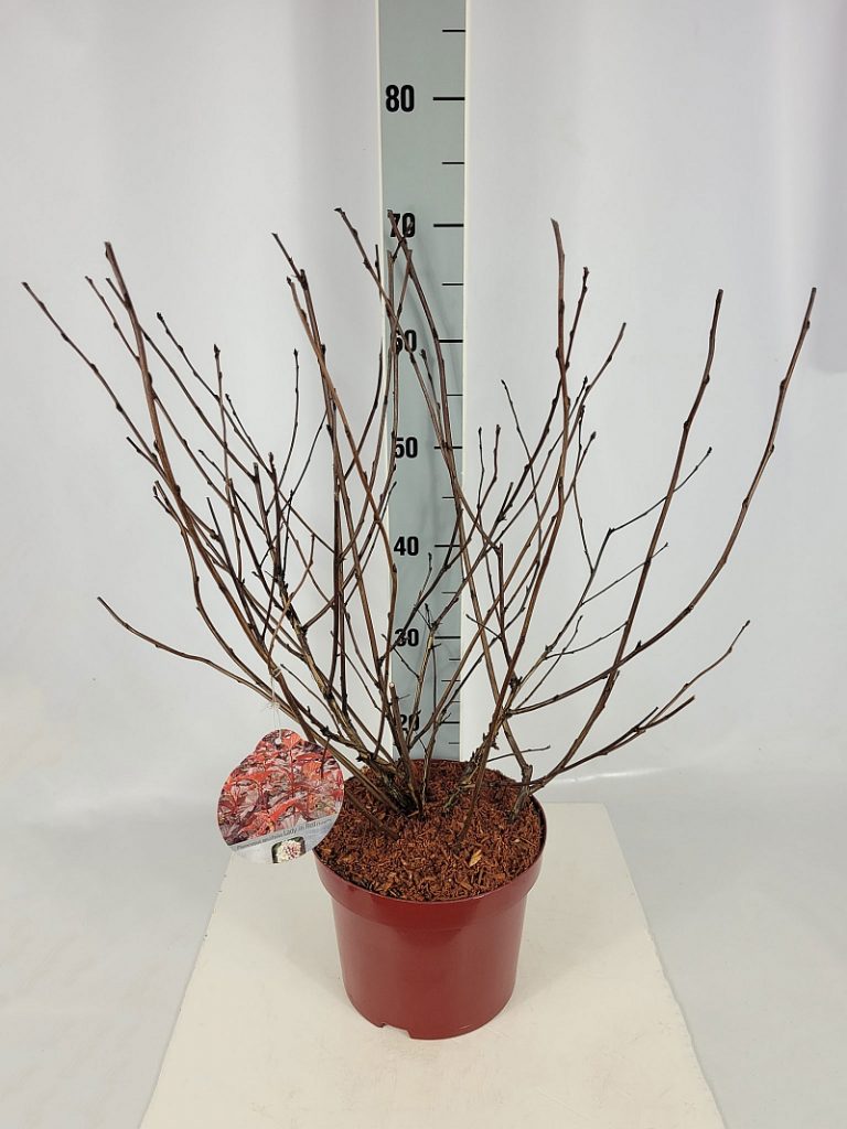 Physocarpus opulifolius 'Lady in Red'  -R- C 5 60- 80, 250 Stück lieferbar, Beladung 2x17, Highlight: sehr schöne buschige Ware, bald rot austreibend